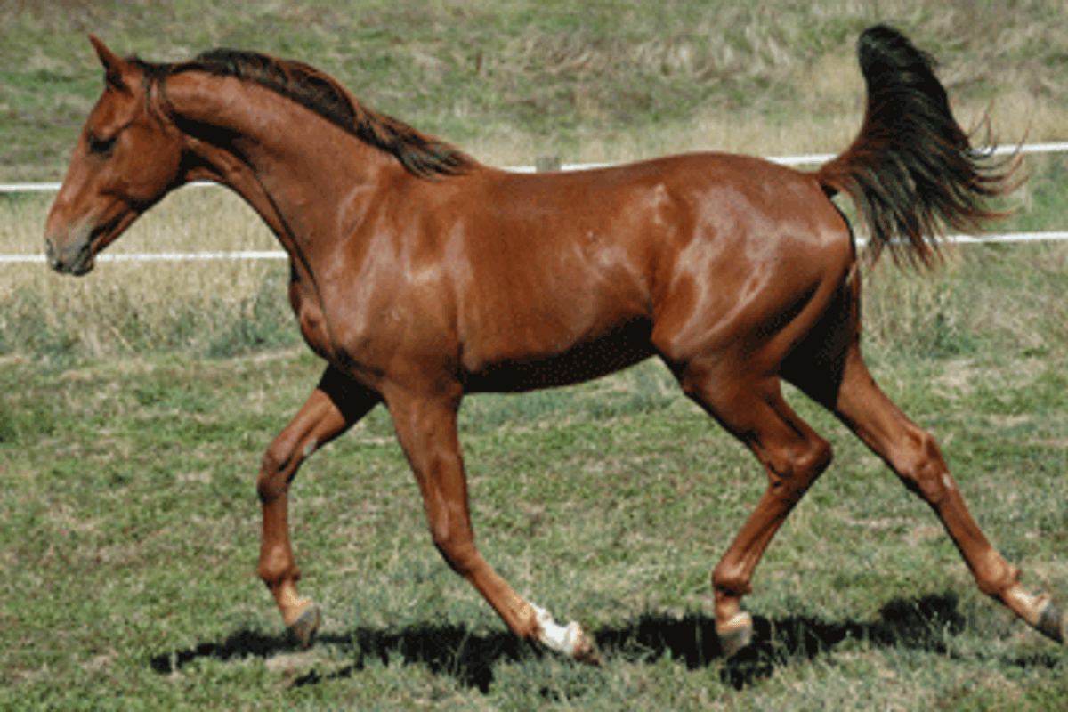 Fidertanz Gelding