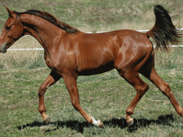 Fidertanz Gelding