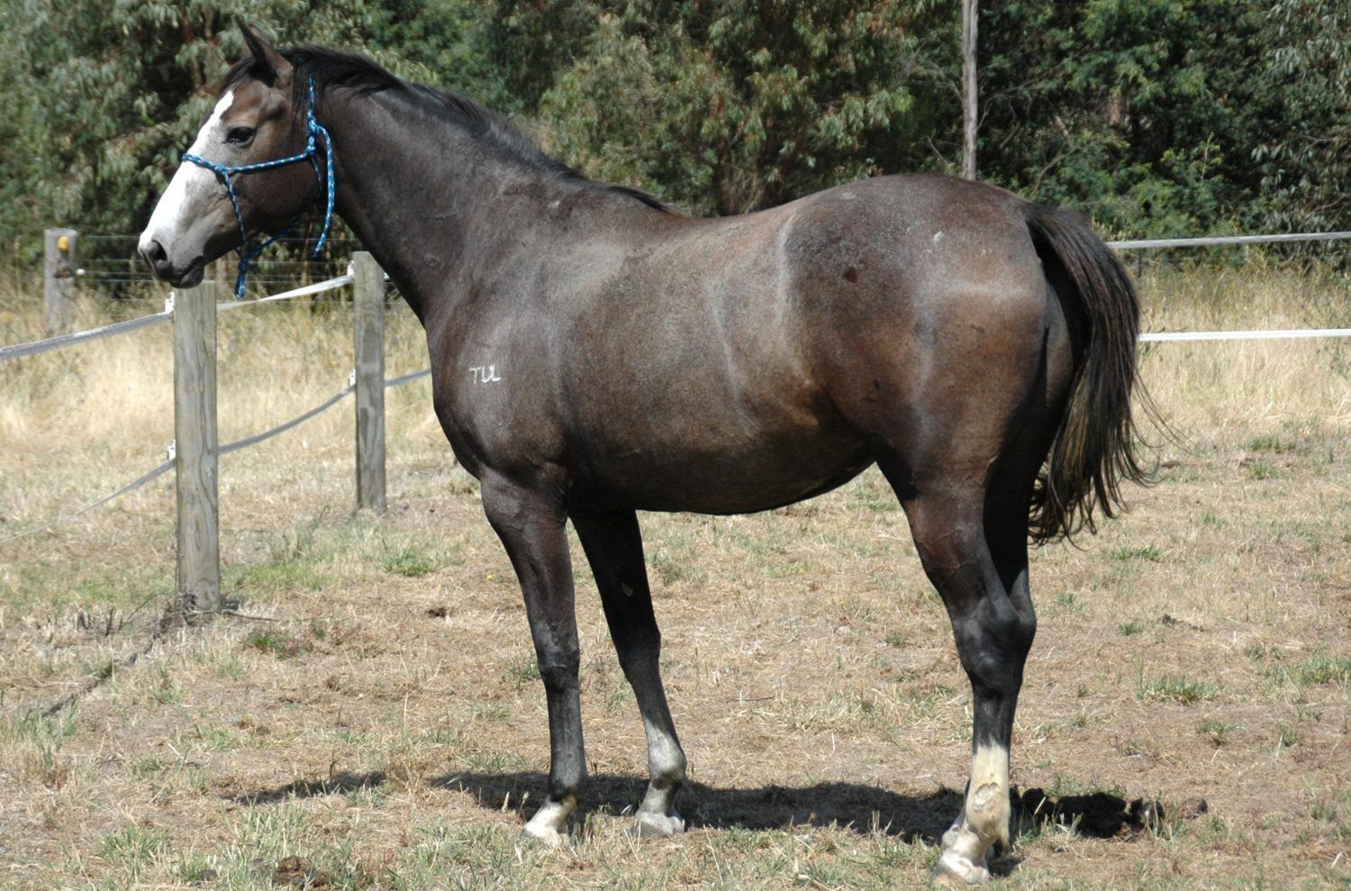 Tulara Conika — photo 2