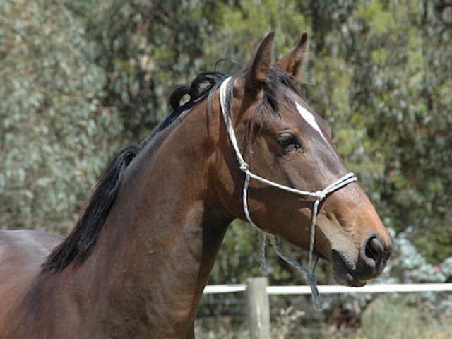 Tulara For Cassedero