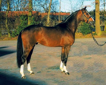 Balou du Rouet