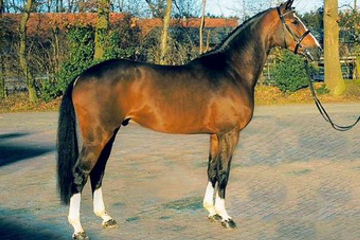 Balou du Rouet
