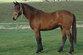 Chicos Boy Gelding — photo 2