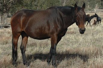 Tulara Stonika