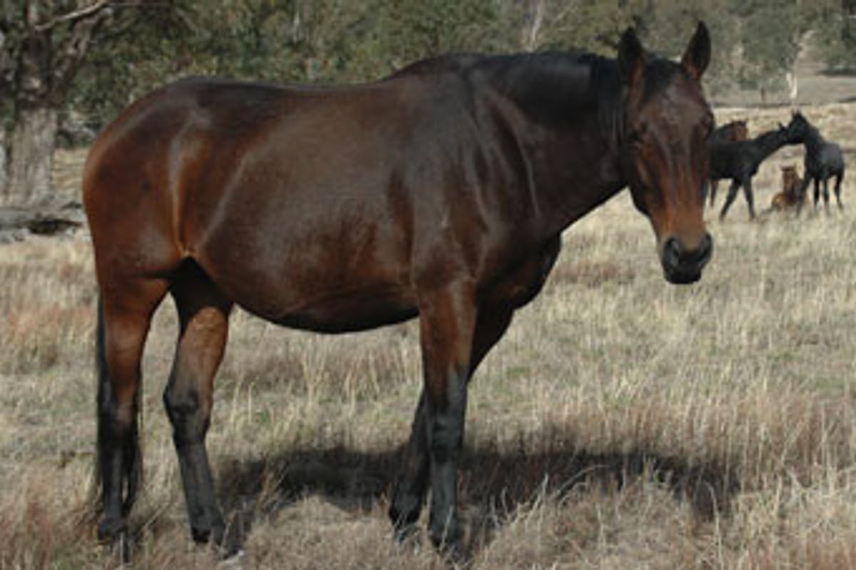 Tulara Stonika