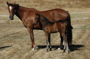 Furstenball / Don Schufro Filly