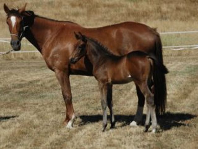 Furstenball / Don Schufro Filly