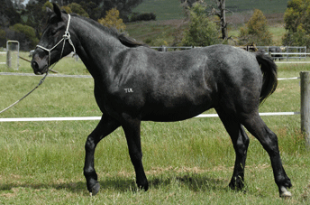 Cornet Obolensky Gelding — photo 2