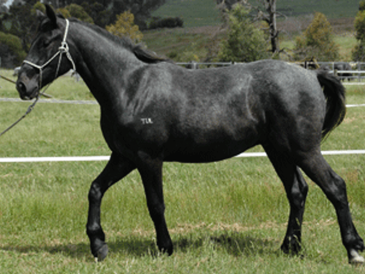 Cornet Obolensky Gelding — photo 2