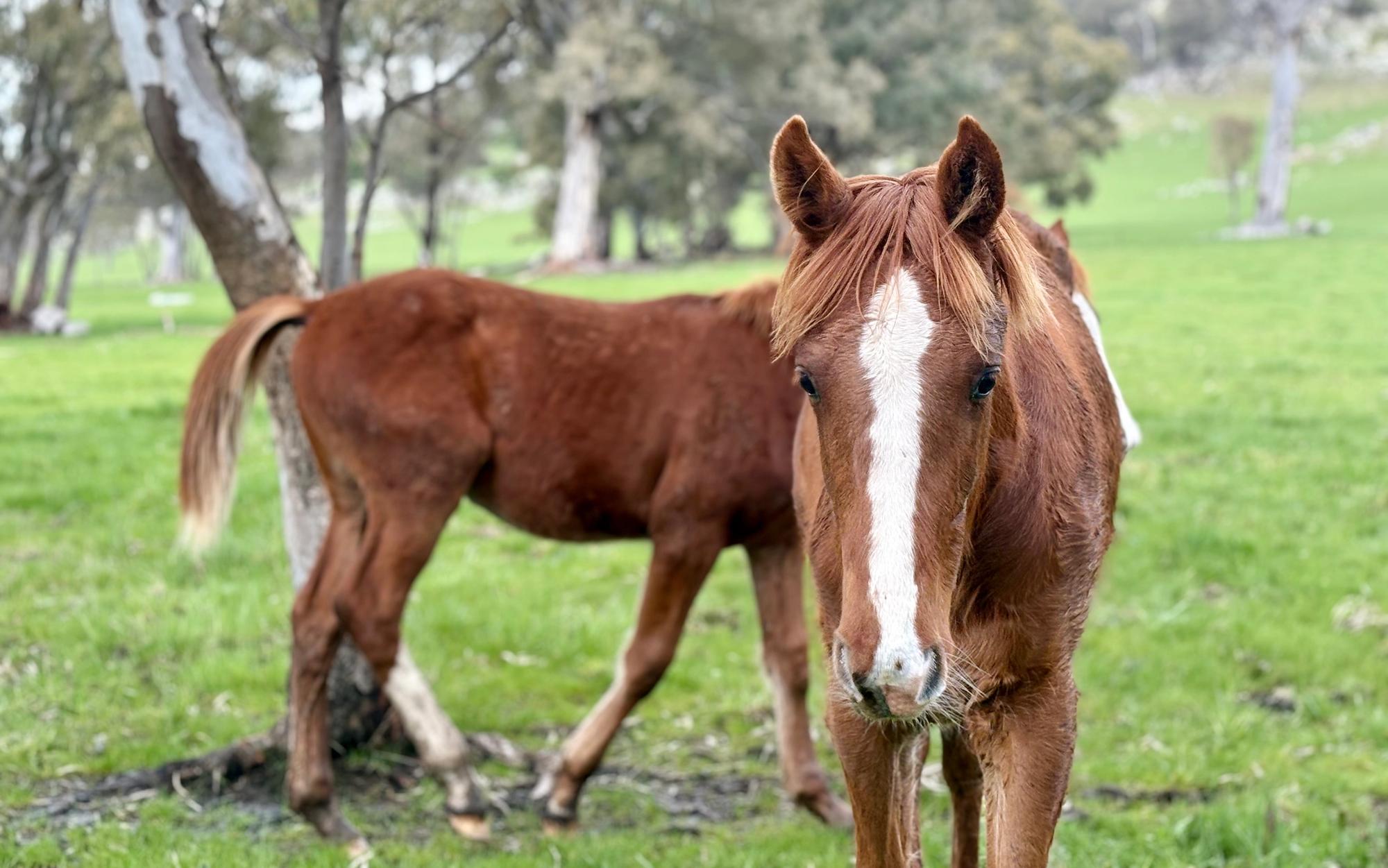 Two young Tulara warmbloods at the paddock fence beneath a sunset sky