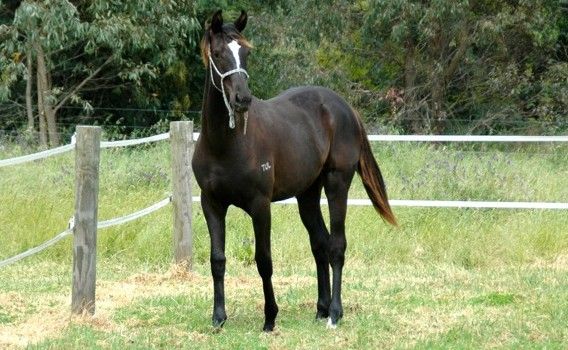 Furstenball / Vancouver II Filly — photo 2