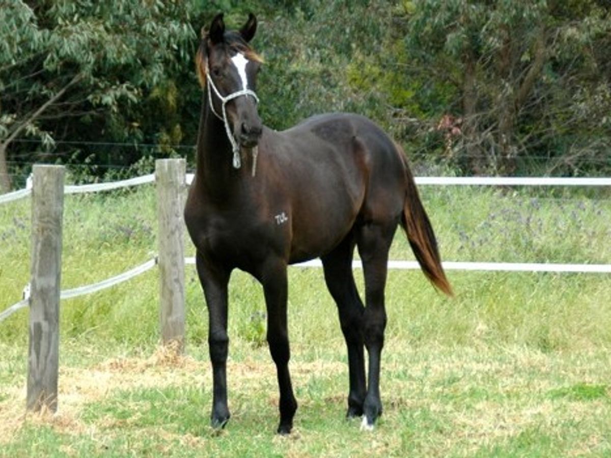Furstenball / Vancouver II Filly — photo 2