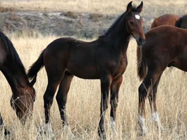 Tulara Cornets Windstorm