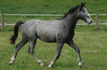 Cristallo Colt — photo 2