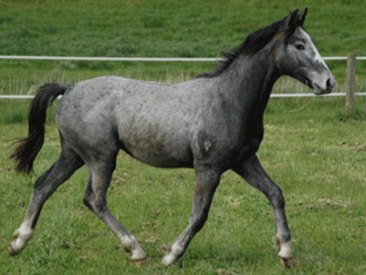 Cristallo Colt — photo 2