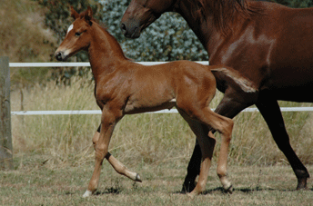 Furst Romancier Colt — photo 2