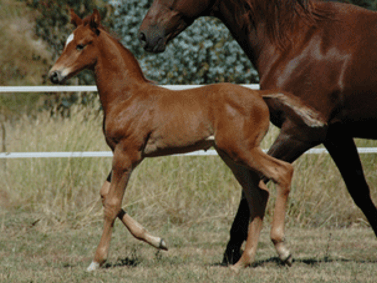 Furst Romancier Colt — photo 2