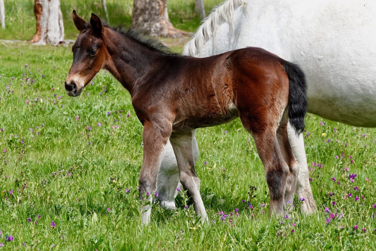 Tulara Stalensky