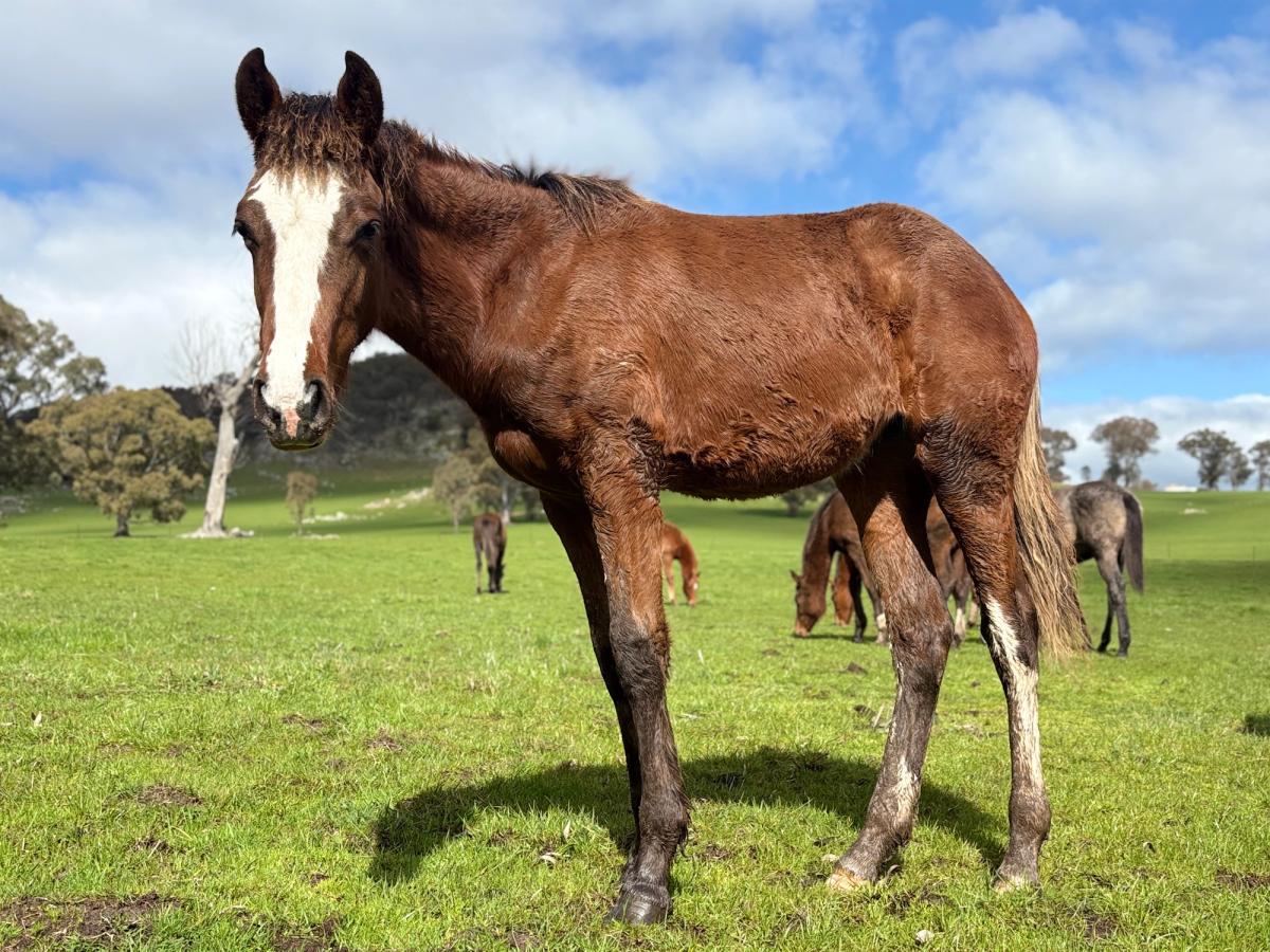 Horse in the paddock.