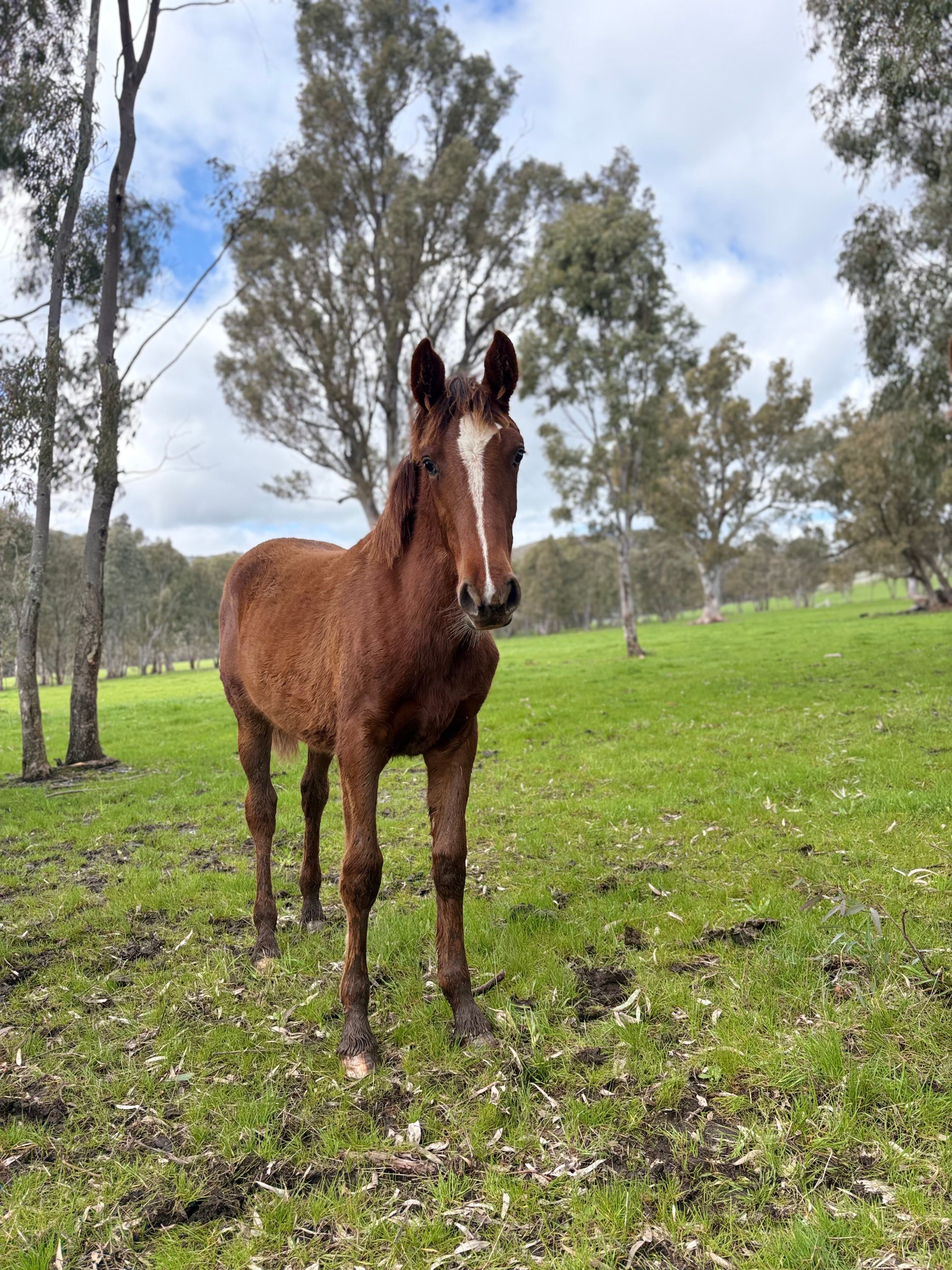 Pergolly in the paddock
