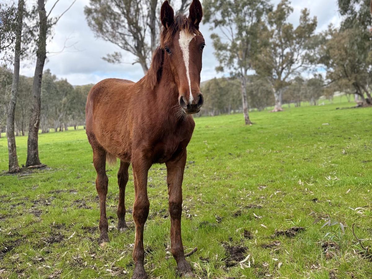 Pergolly in the paddock