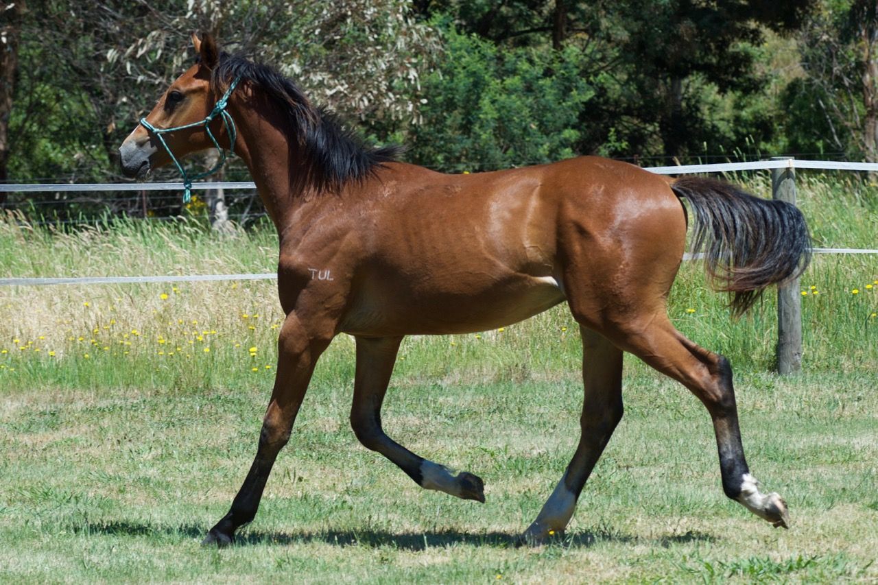 Tulara Carrico Colt