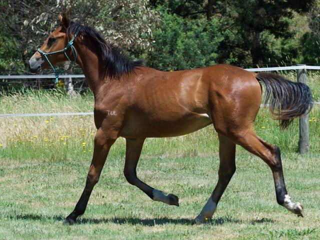 Tulara Carrico Colt