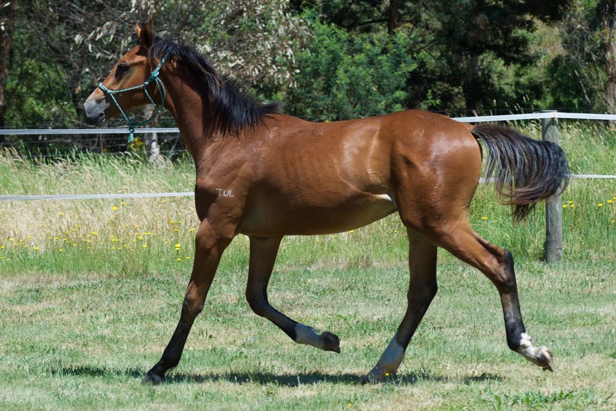 Tulara Carrico Colt