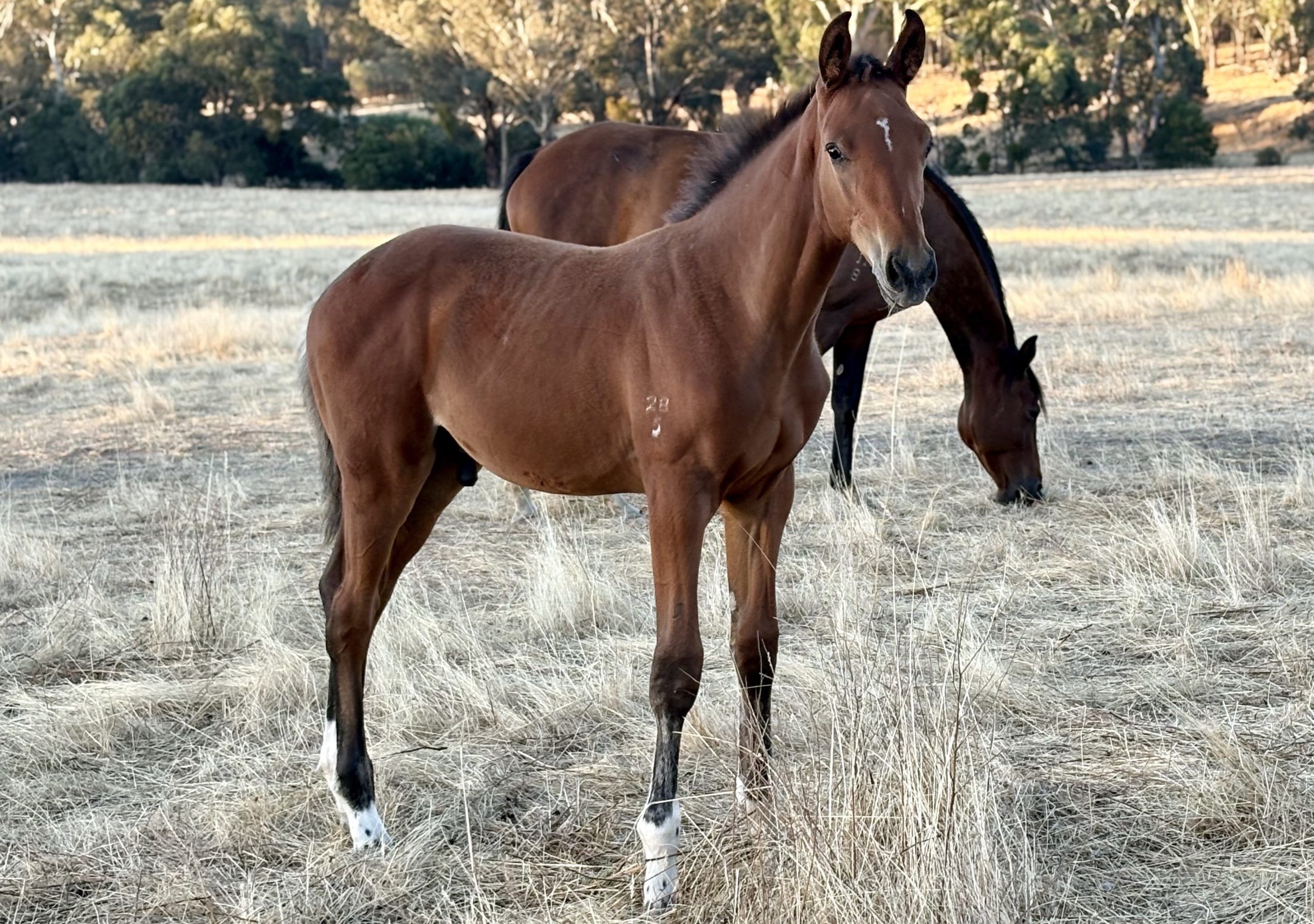 Tulara Emperor’s Boy