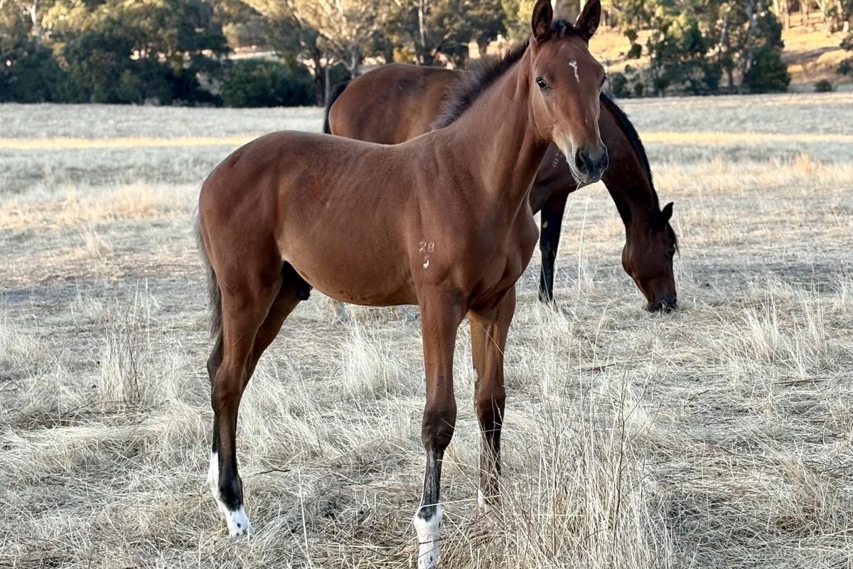 Tulara Emperor’s Boy