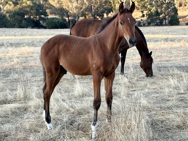 Tulara Emperor’s Boy
