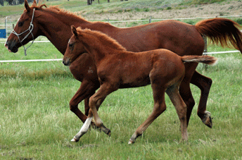 Colman Colt — photo 2