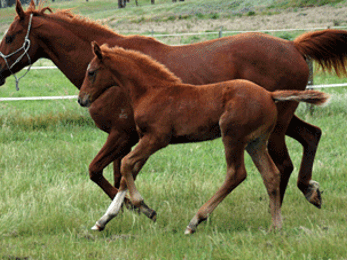 Colman Colt — photo 2