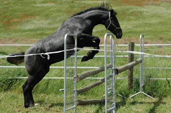 Cornet Obolensky Gelding