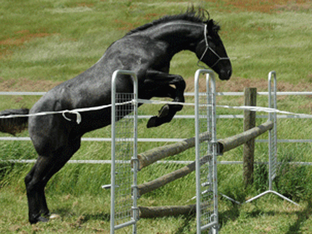 Cornet Obolensky Gelding