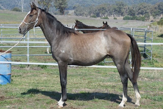 Tulara Companion 2 Filly — photo 2