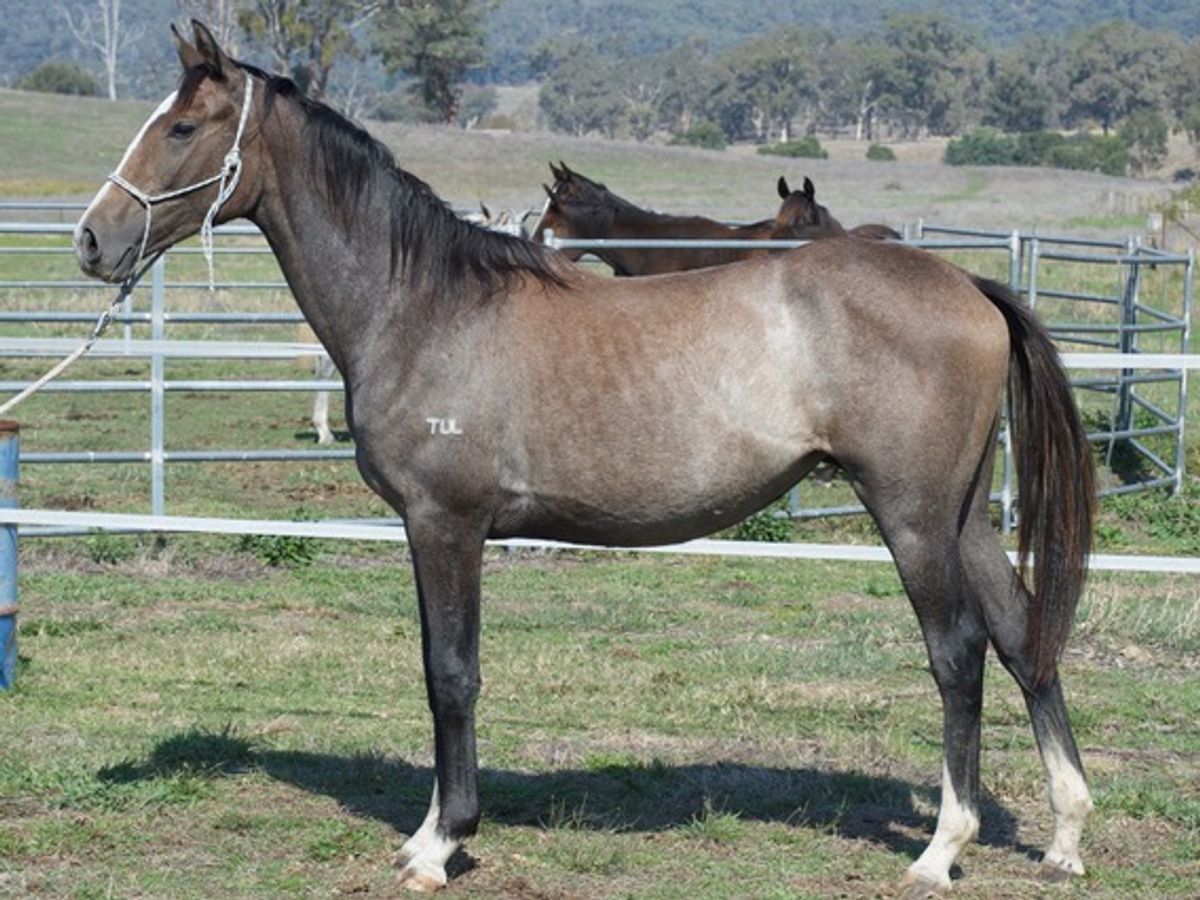 Tulara Companion 2 Filly — photo 2