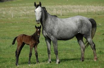 Balou du Rouet / Cornet Obolensky Colt — photo 2