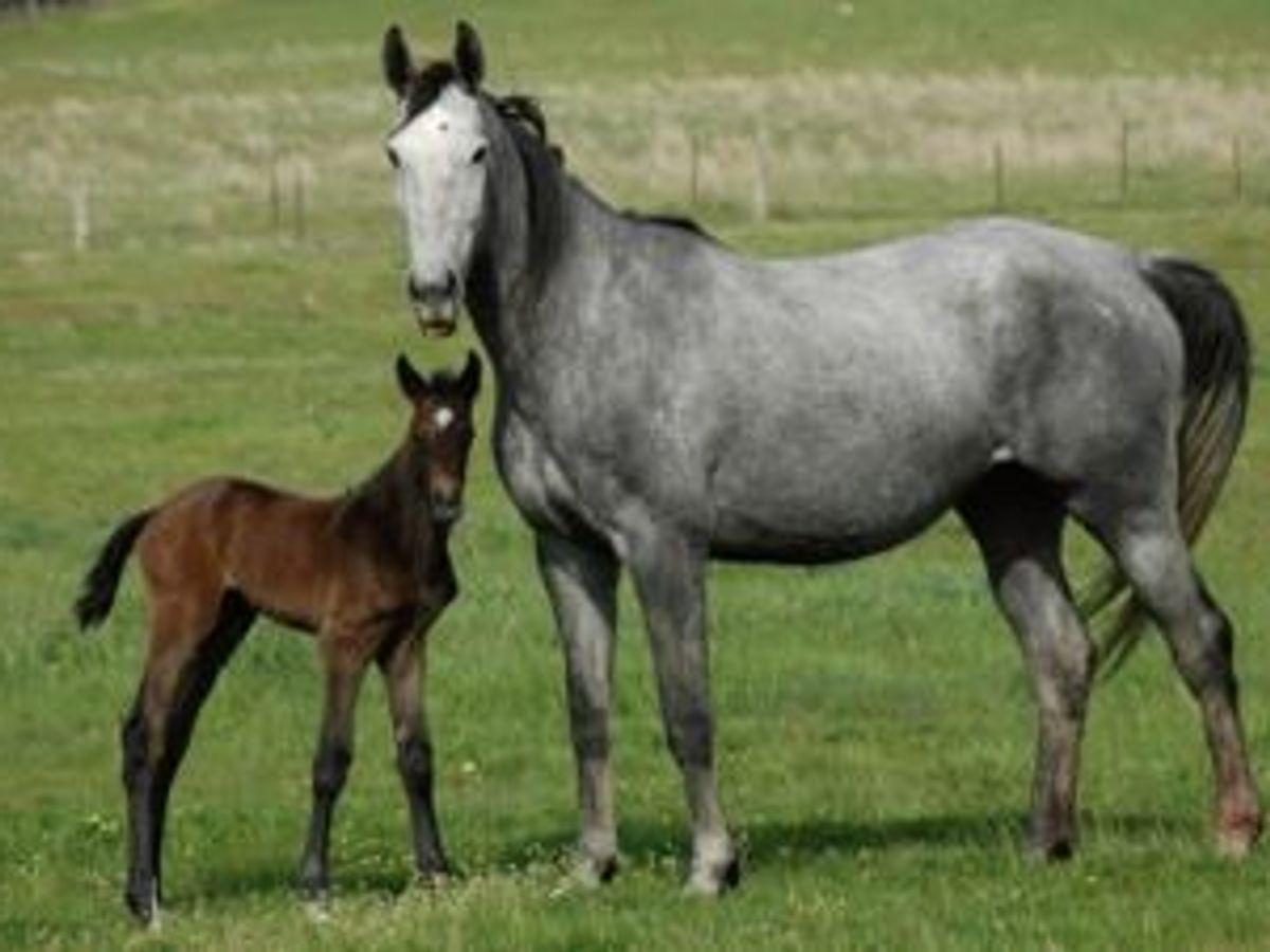 Balou du Rouet / Cornet Obolensky Colt — photo 2