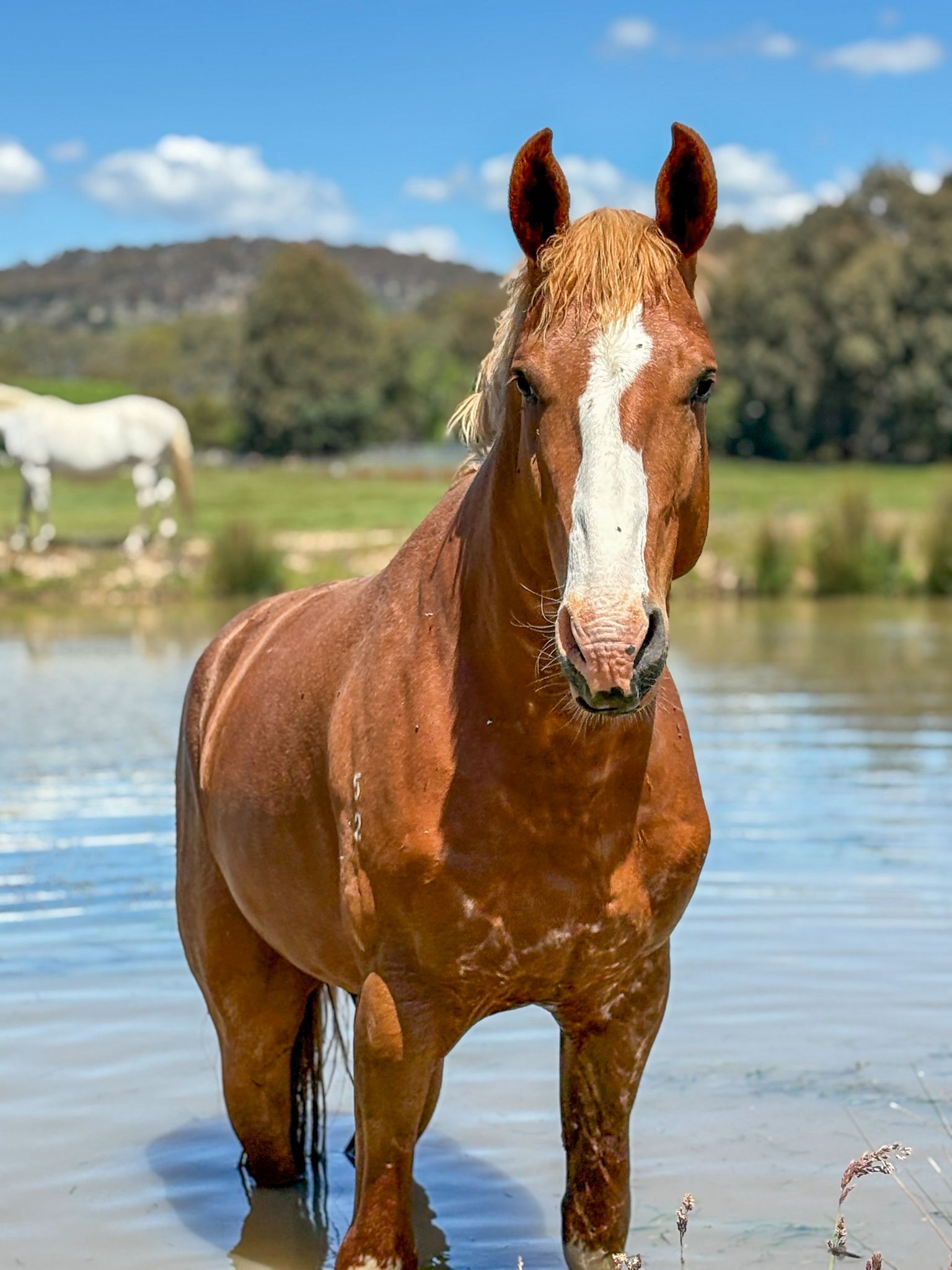 Emp in paddock2