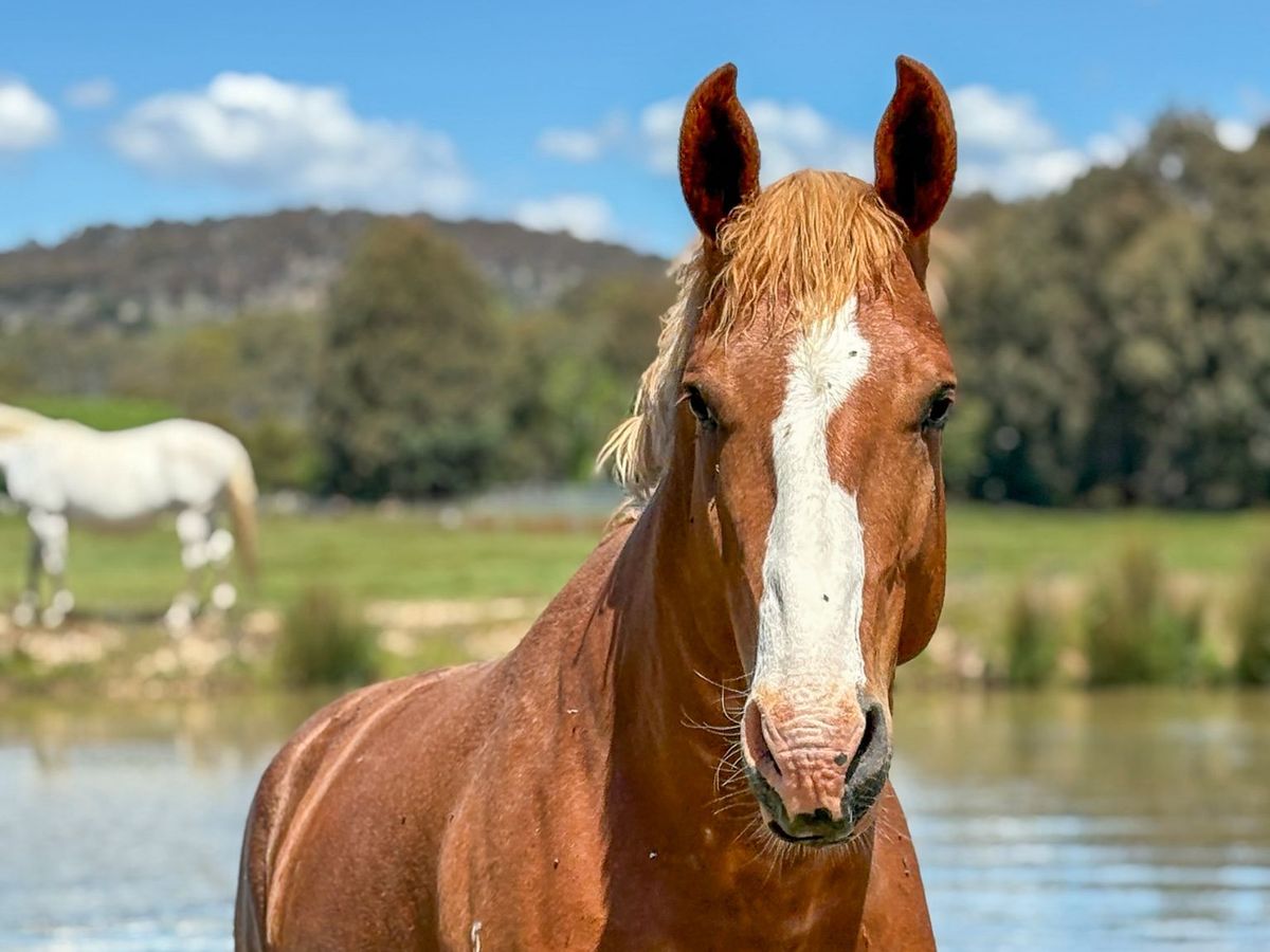 Emp in paddock2