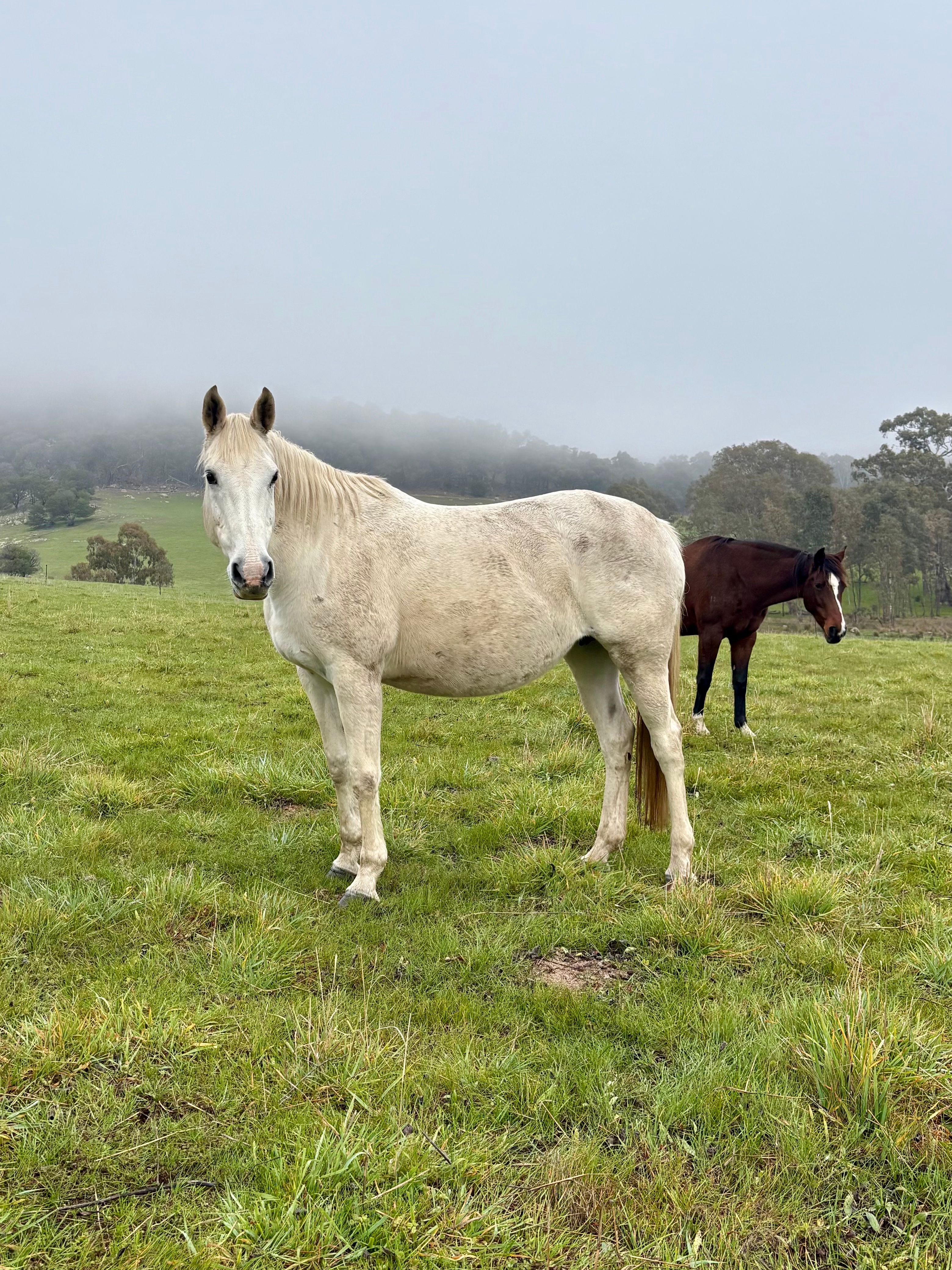 Companion in paddock