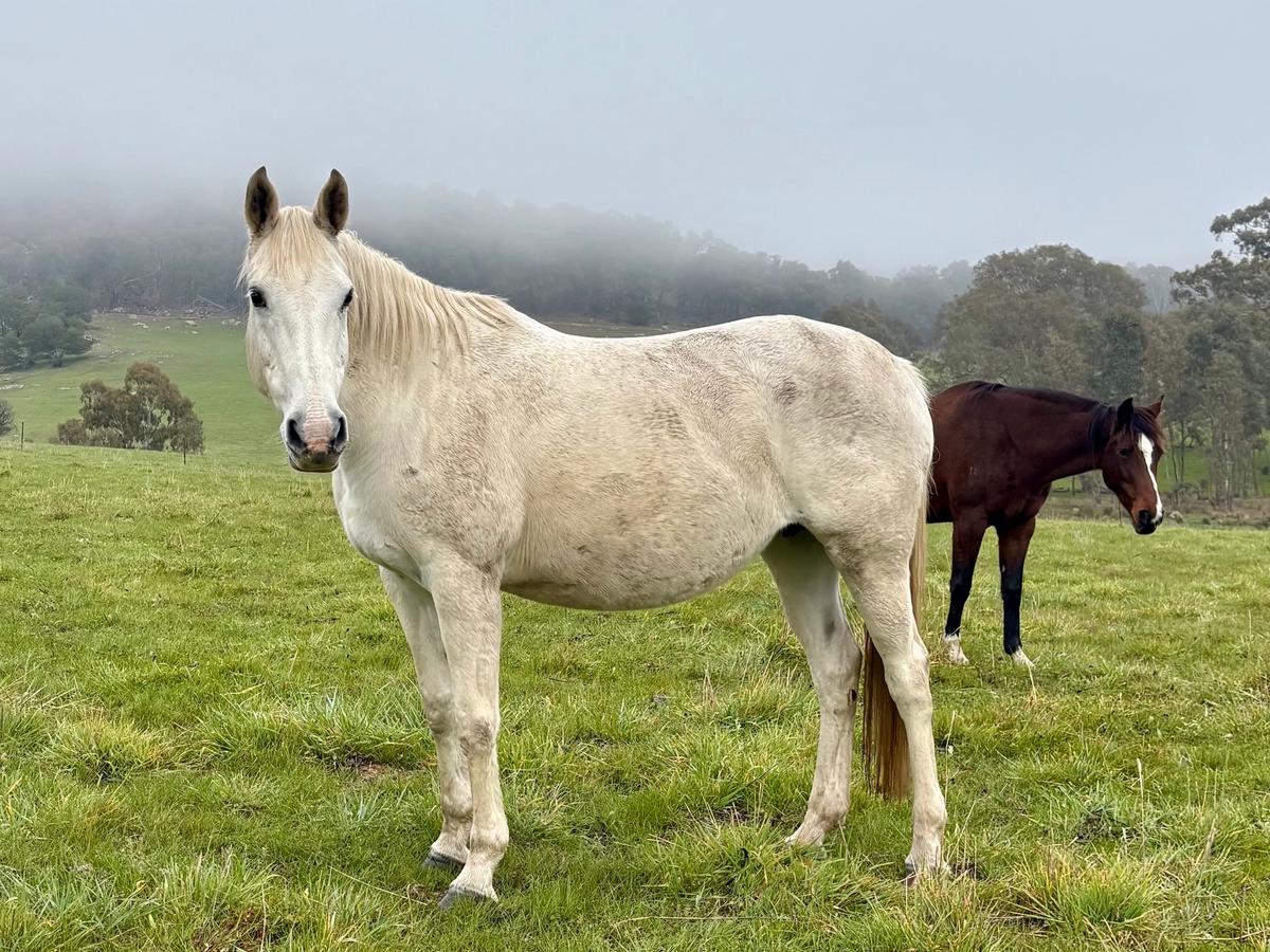 Companion in paddock