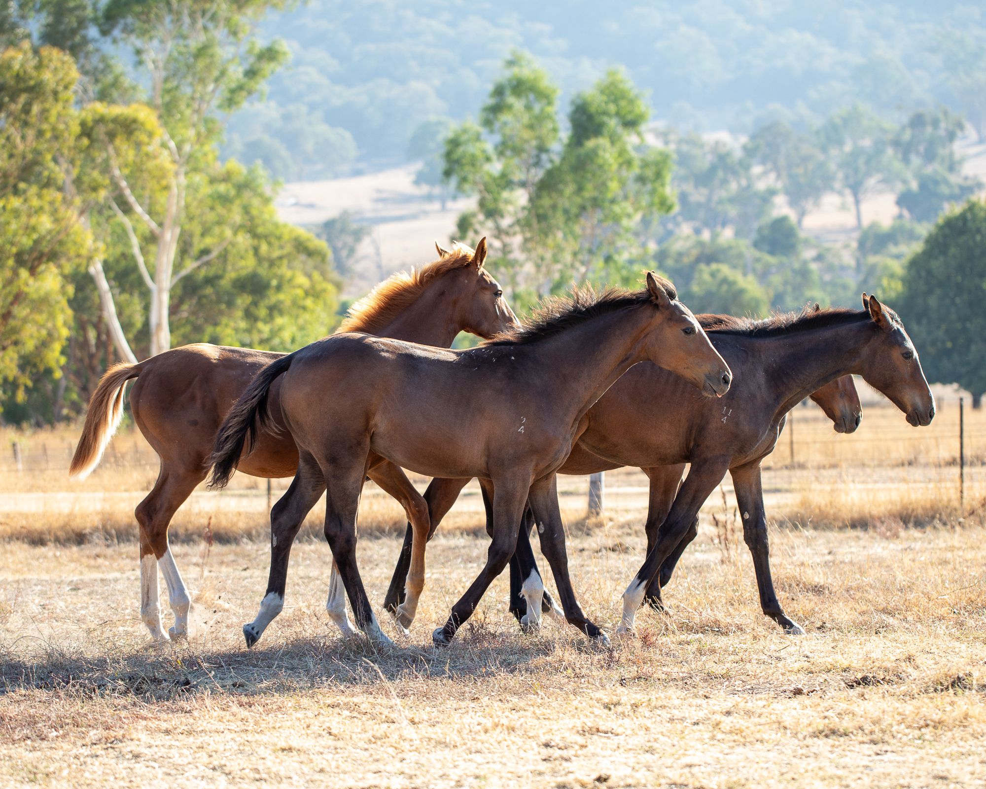 Three young Tulara warmbloods trotting through a summer paddock at first light