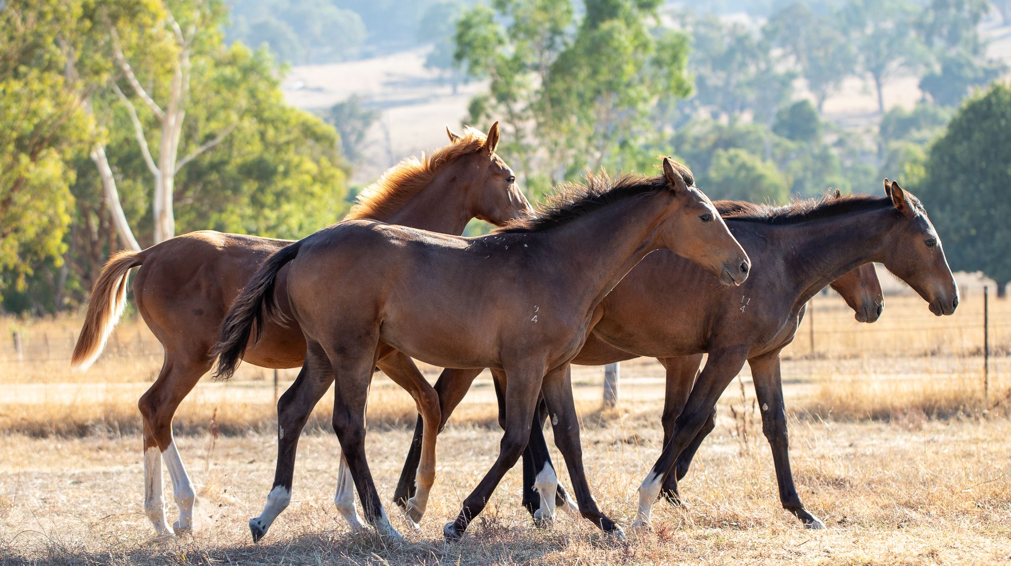 Three young Tulara warmbloods trotting through a summer paddock at first light