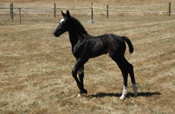 For Fashion / Carbine Colt