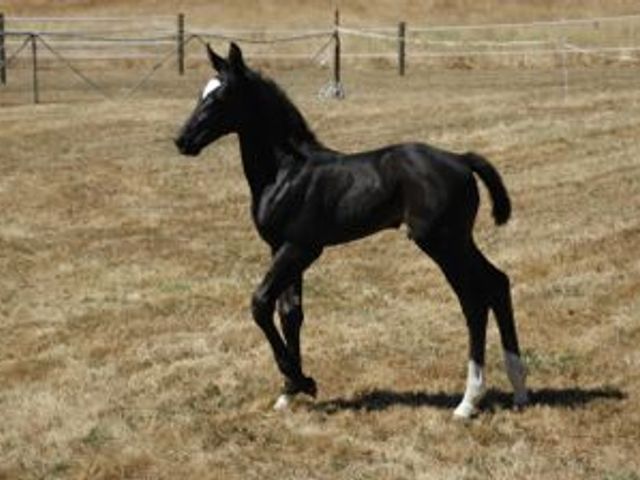 For Fashion / Carbine Colt