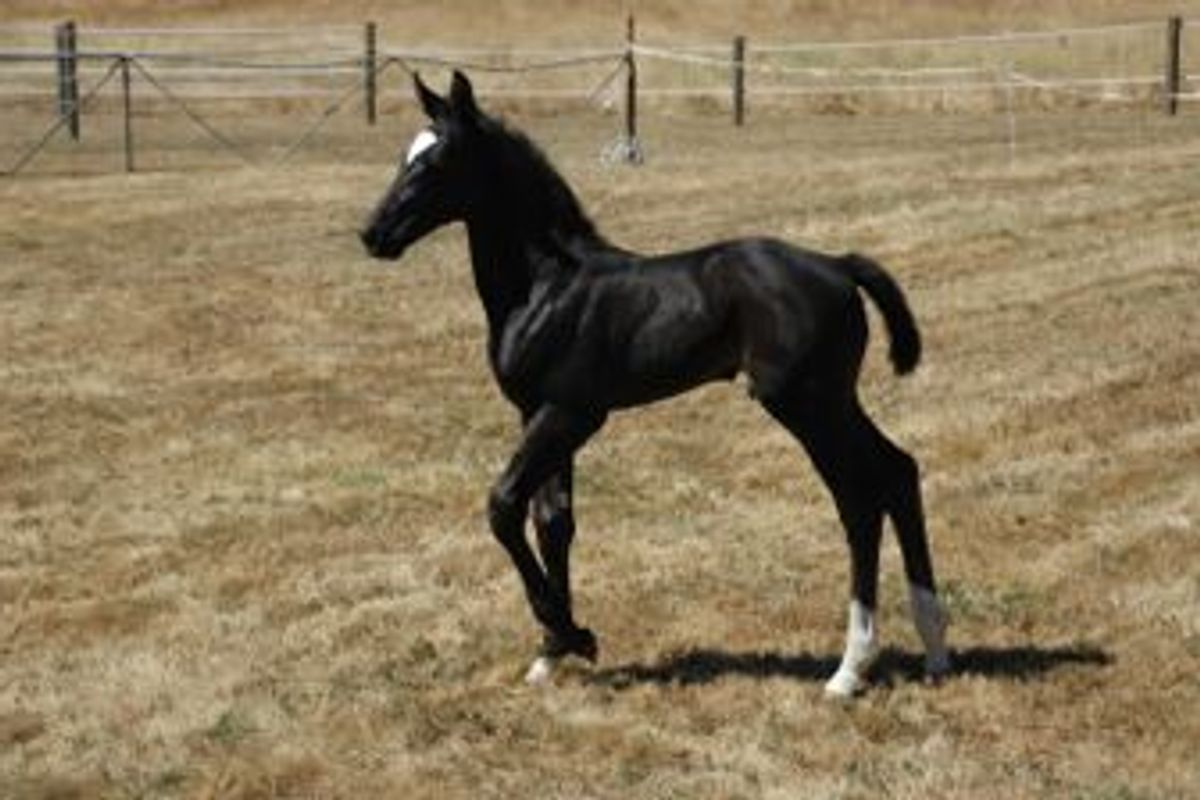 For Fashion / Carbine Colt