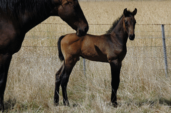 Colman/Cooperit/Contango11 Colt — photo 2