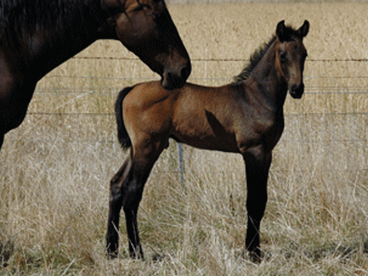 Colman/Cooperit/Contango11 Colt — photo 2